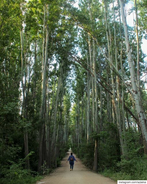 The only place we can accept to feel small 🌿!Nature 💚... nature ... (Deïr Taanâyel, Béqaa, Lebanon)