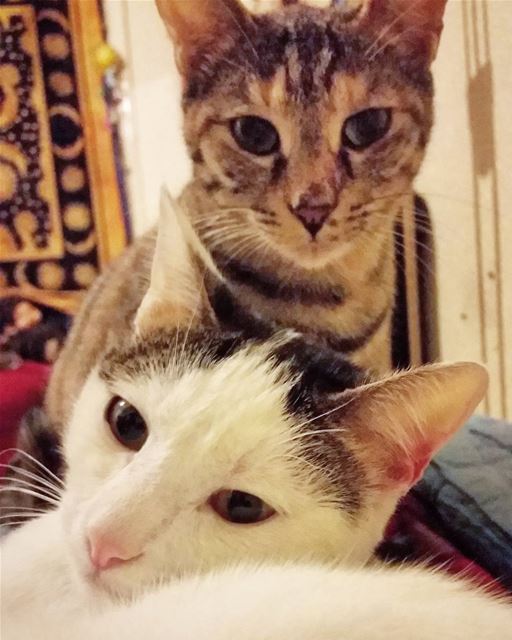 The only two faces I look forward to see everyday.  love  cats  adorable ...
