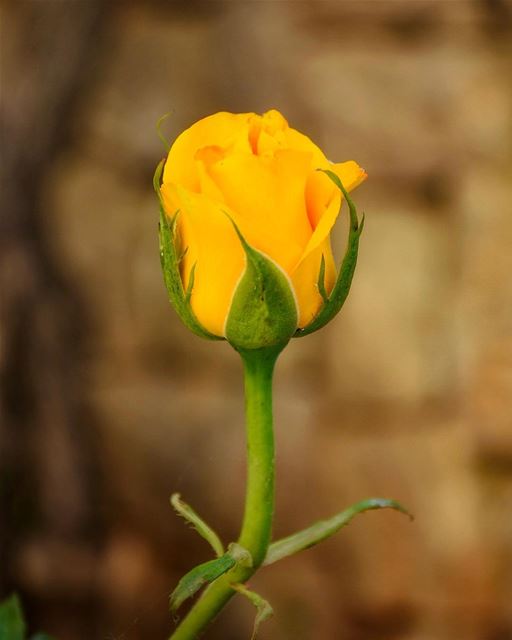 The optimist sees the rose and not its thorns; the pessimist stares at the... (Marjaba, Mont-Liban, Lebanon)