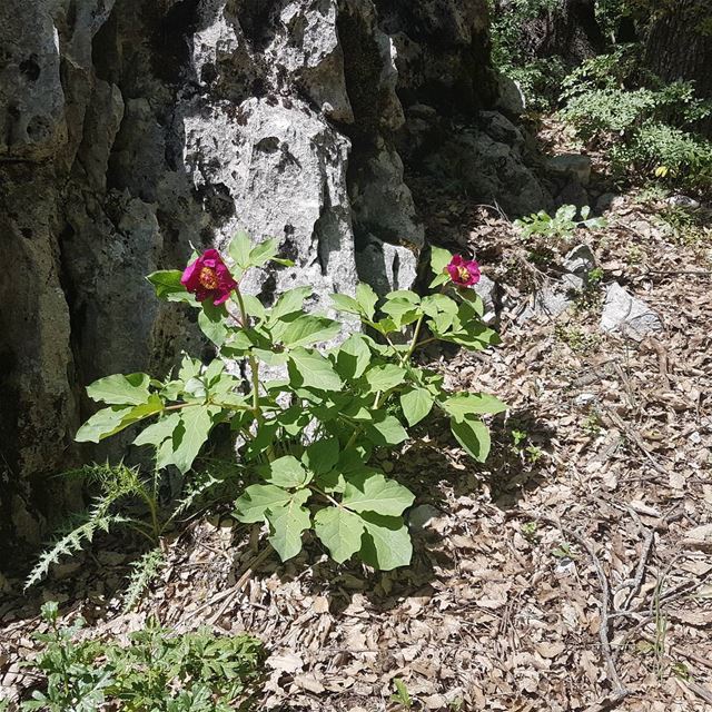 The peony flower🌺...@jabalmoussa  jabalmoussa  hiking  hikingday ... (Salib Jabal Moussa)