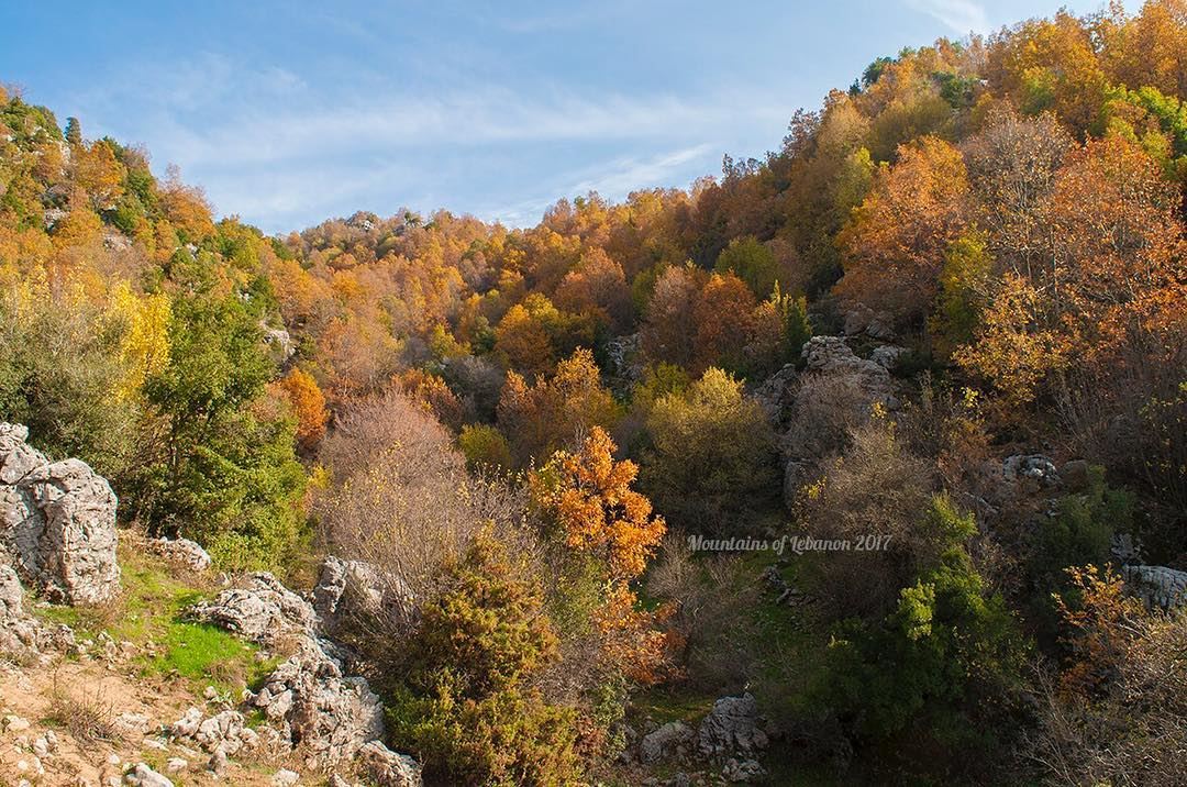 The perfect fall golden colors mixed with some greens and a blue sky! ... (Ehmej, Mont-Liban, Lebanon)