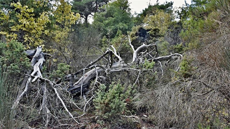 The Petrifying Forest: Degeneration and Regeneration trek  forest ... (Ehden, Lebanon)