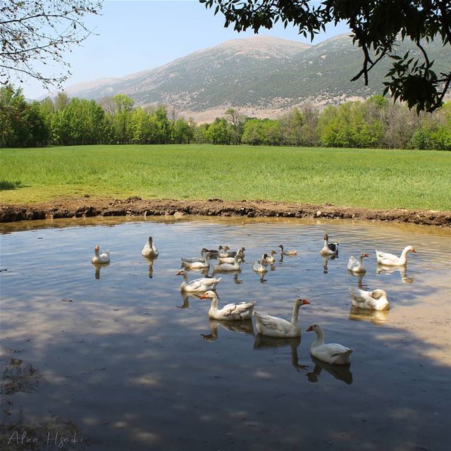 The Pic Says it All ⛰️... Hseiki  Lebanon  livelovebeirut  beqaa  pond... (`Ammiq, Béqaa, Lebanon)
