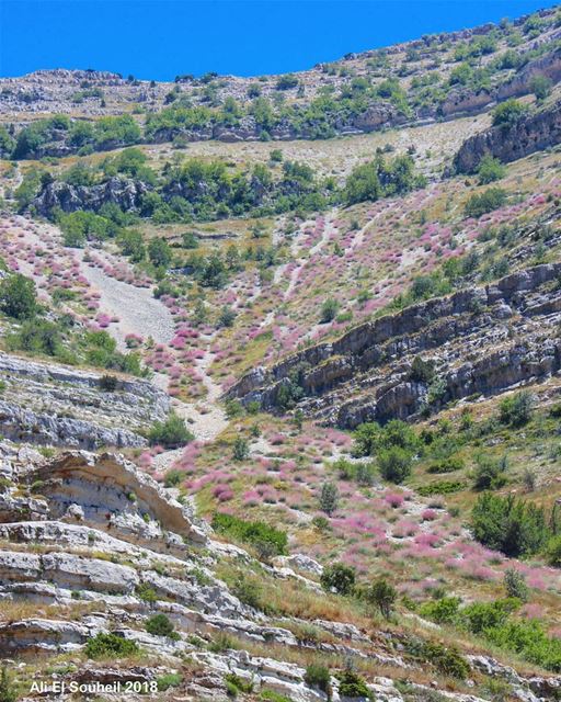 The pinkish nature  moutain  tb  akoura  pink  flowers  hiking  colorful ... (Akoura, Mont-Liban, Lebanon)