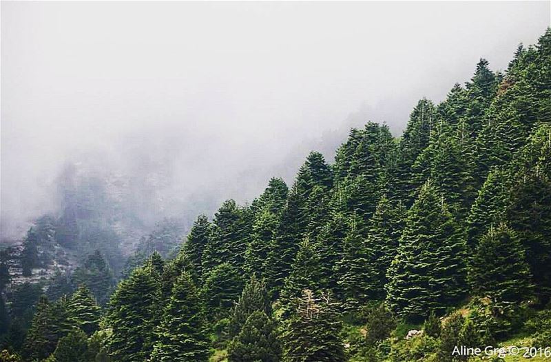 "The poetry of earth is never dead." 🎶 ammou3a  akkar  hiking  nature ... (Ammou3a - Akkar)