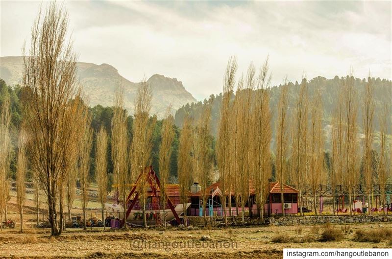 The  poplar trees in  autumn. شجر الحور يتألّق على مدار الفصول-... (Sahlet el Qammoua)