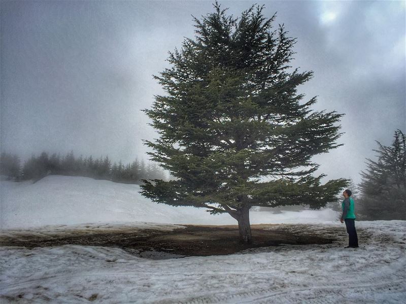 The purpose of life is to live it, to taste experience to the utmost, to... (Cedars of God)