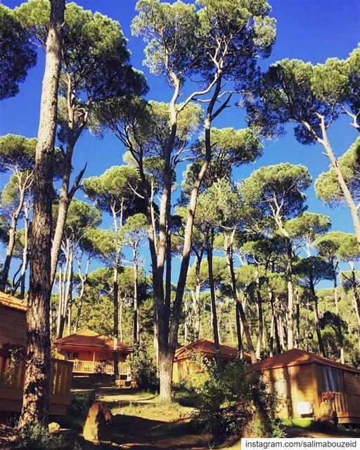 The quietest morning ever 🏡Have a wonderful day 🌞---------------------- (La Maison de la Forêt)