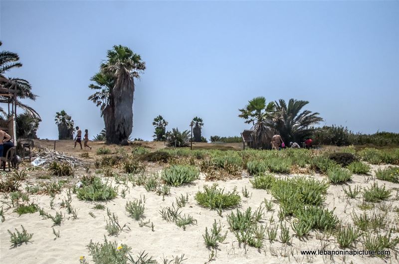 The Rabbit Island , North Lebanon جزيرة الارانب ، شمال لبنان (Palm Island)