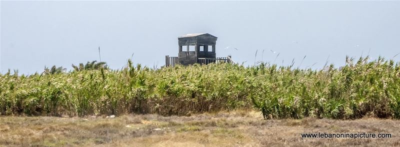 The Rabbit Island , North Lebanon جزيرة الارانب ، شمال لبنان (Palm Island)