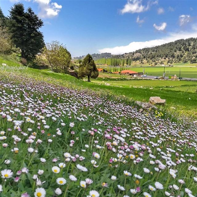 The real beauty of our beloved  Lebanon 🌳🌿🌸🌼🌺🌳 thanks @nidal.majdalan (`Akkar, Liban-Nord, Lebanon)