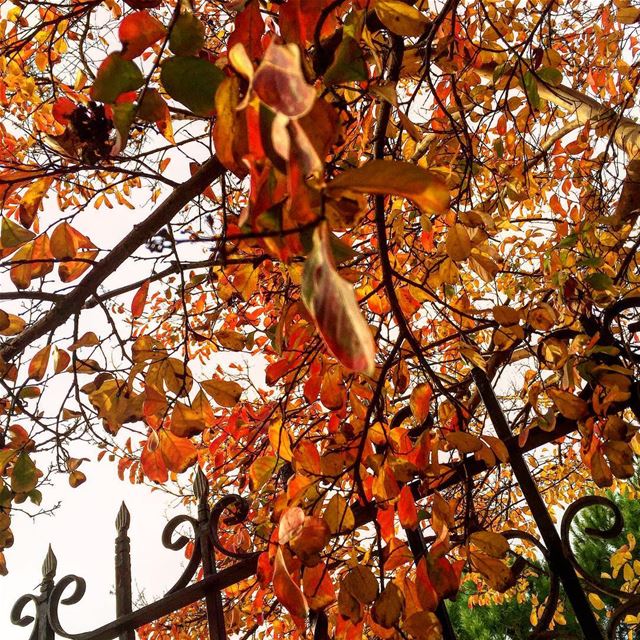 The rebirth of life fall  autumn season  nature  instapic  instacollage ... (النبطية الفوقا)