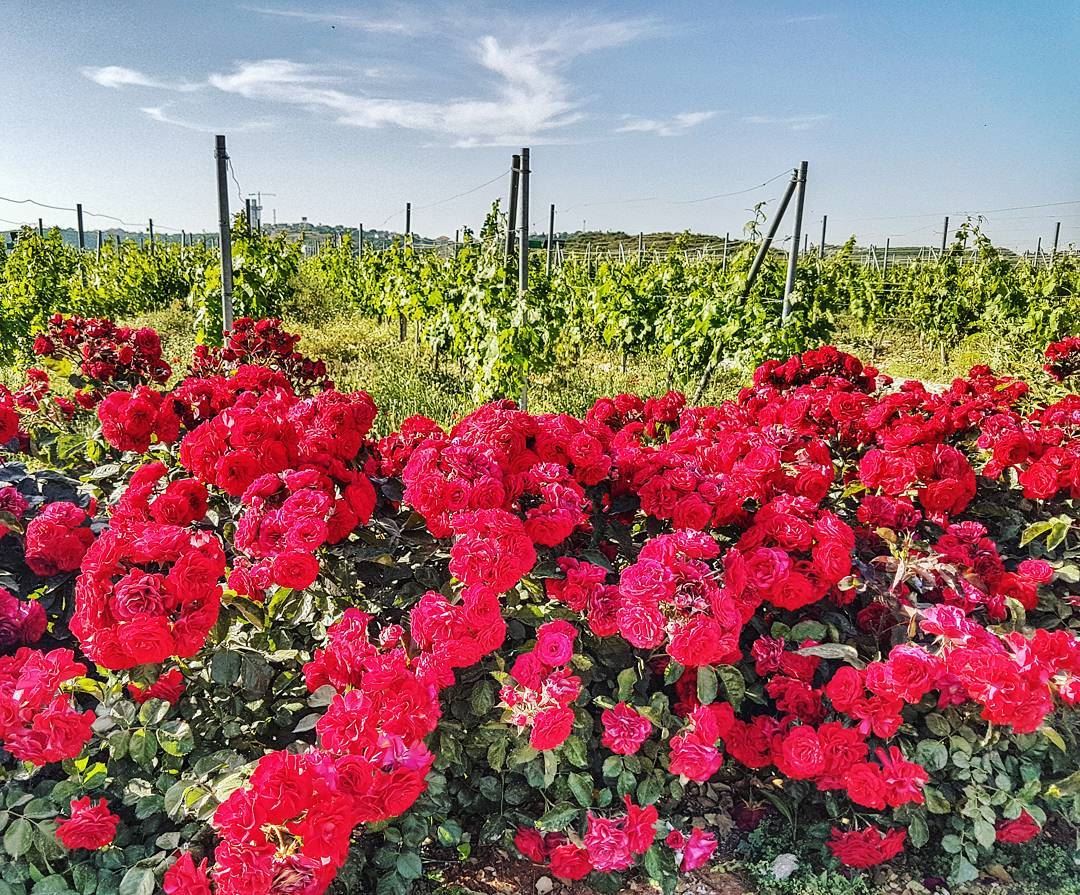 The red at ixsir  red  roses  flowers  vinyard  ixsir  livelovelebanon ... (Ixir Winery)