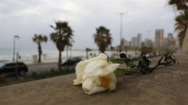 The red rose whispers of passion,And the white rose breathes of love;O,... (Ramlat Al Bayda', Beyrouth, Lebanon)
