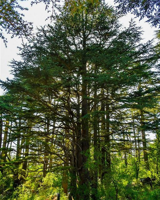 The righteous shall flourish like the palm tree: he shall grow like a... (Cedar Reserve Tannourine)