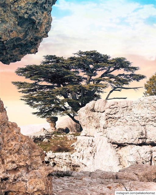 The righteous shall flourish like the palm tree: he shall grow like a... (Arz Tannoûrîne)