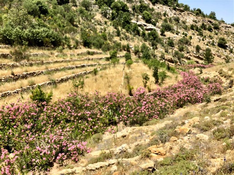 The river bed was covered with pink laurel trees for miles on end. (And my... (South Lebanon)
