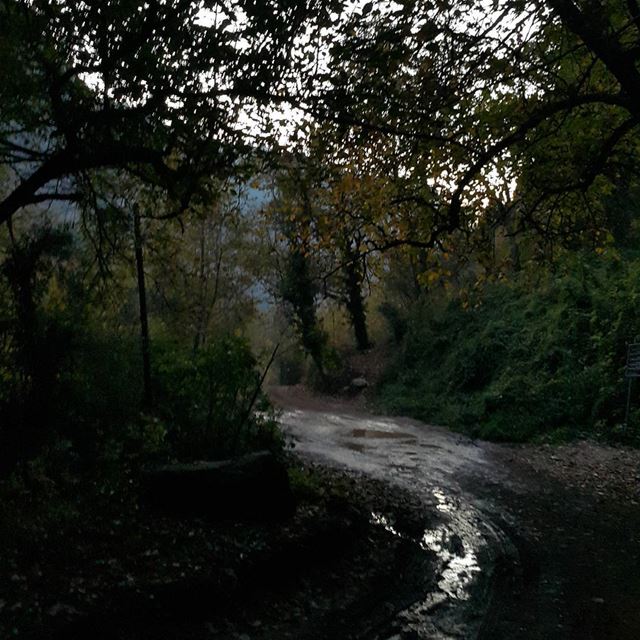 The road less travelled by lebanon  naturelovers  gowild  forest ...