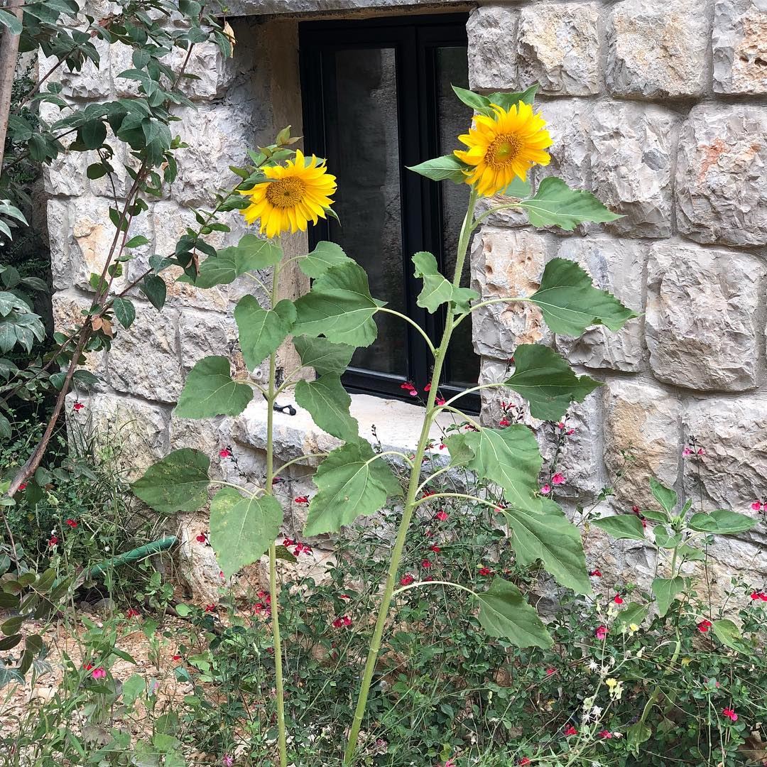 The road to freedom is bordered with sunflowers.. captureoftheday... (Chouf)