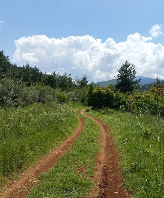The road to happiness...  lebanon  naturelovers  gowild  forest ...