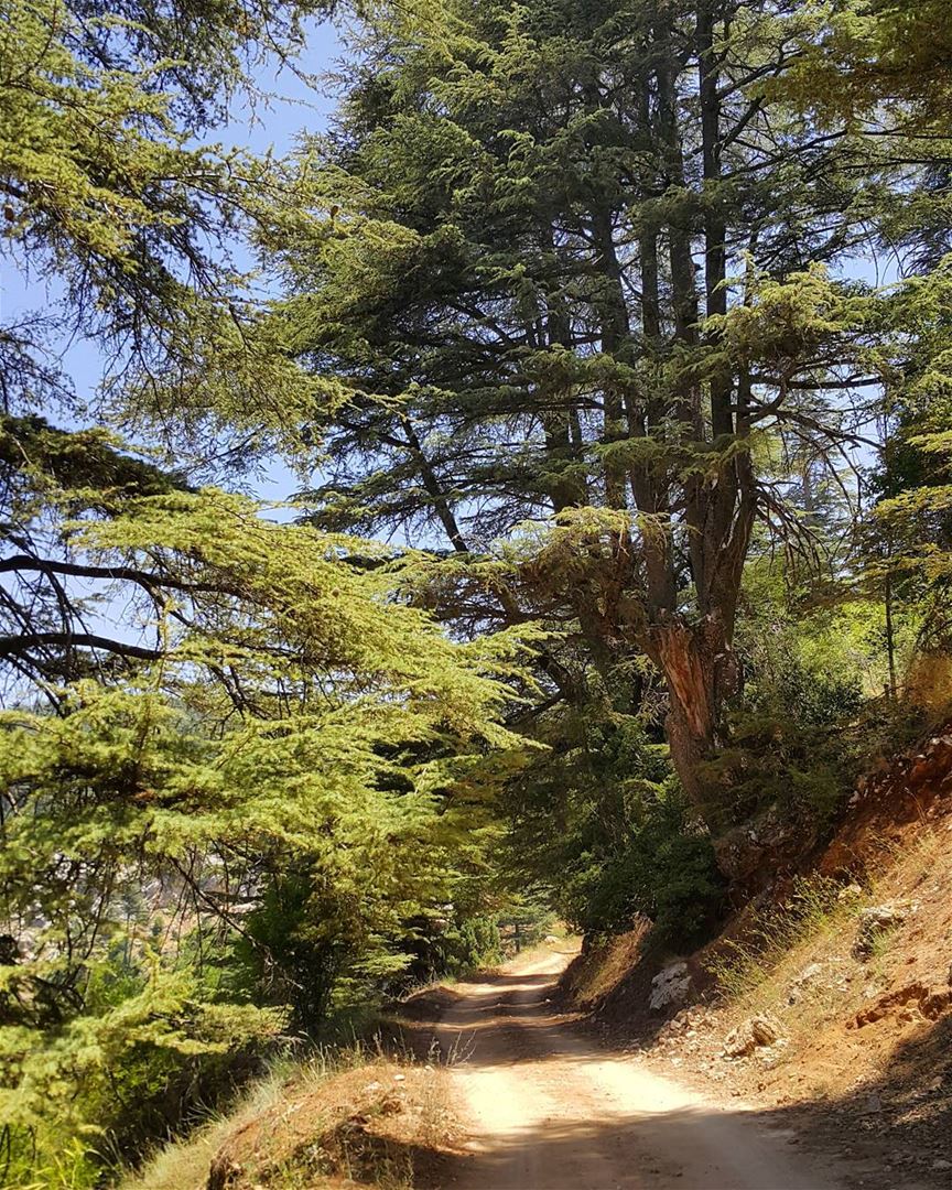 The road to happiness   naturelovers  cedars  forest  explore  untouched ...