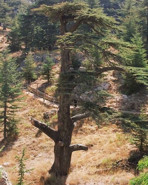 The roots of all goodness lie in the soil of appreciation for goodness ~... (Al Shouf Cedar Nature Reserve)