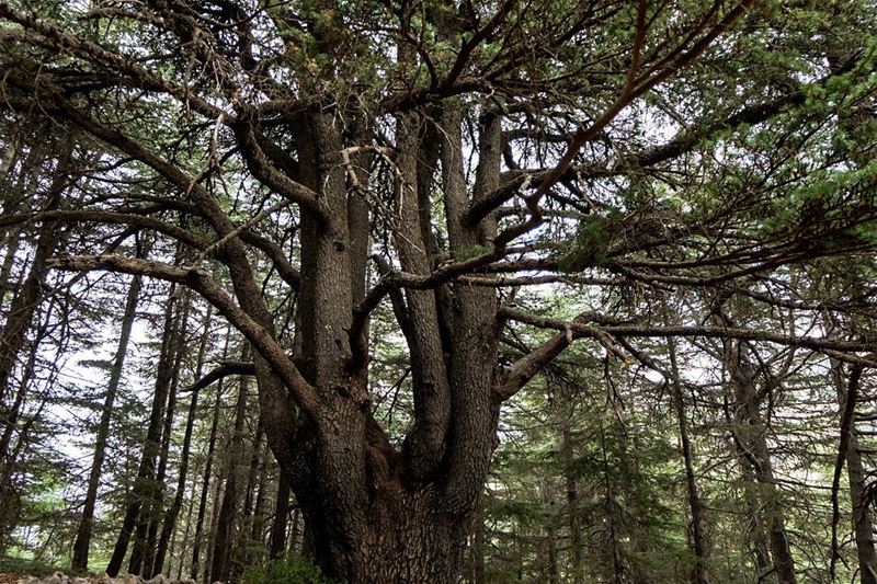 //The roots of Lebanon// lebanon livelovelebanon barouk livelovebarouk... (Bâroûk, Mont-Liban, Lebanon)