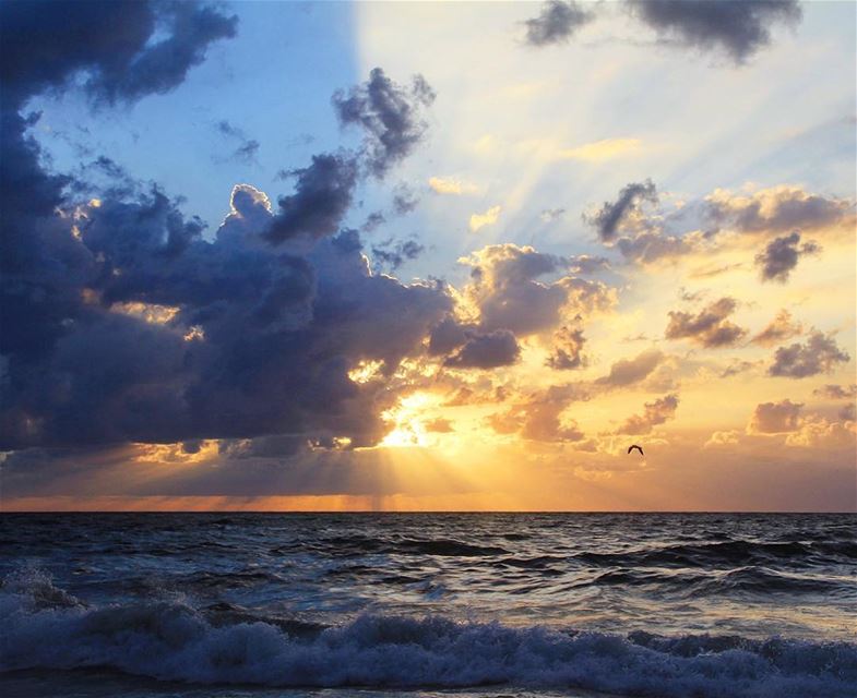 The same wind floating under the traveling wings transfers the energy for... (Corniche El Mina Tripoli)