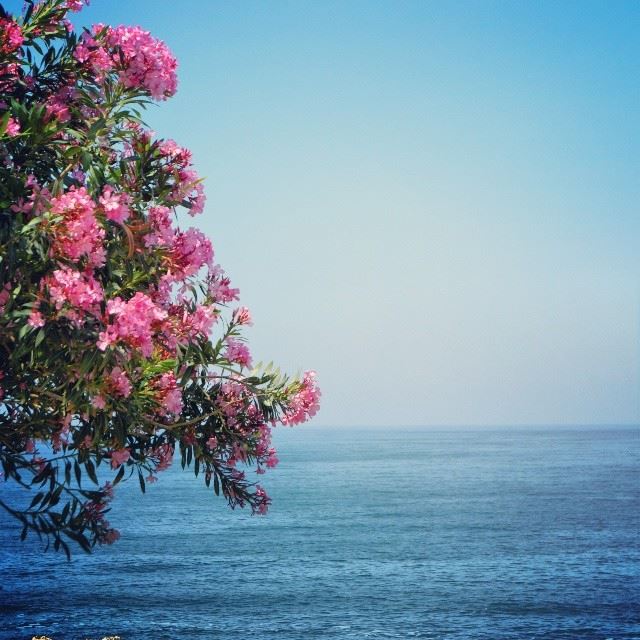 The sea . From batroun. Shot taken by me. (  proudlylebanese  green ...