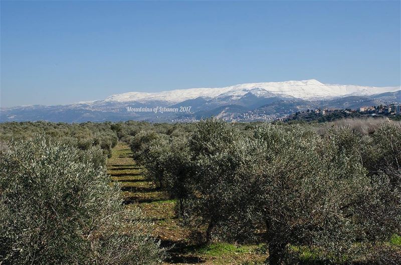 The sea of olive trees after the storm in the koura plateau with snow... (Amioûn, Liban-Nord, Lebanon)