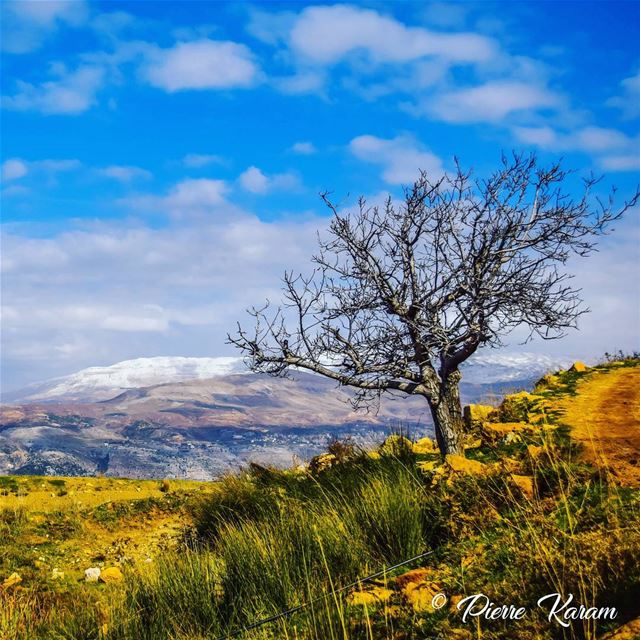  the  season is changing  old  tree cloudy  sky  snowy  mountain ...