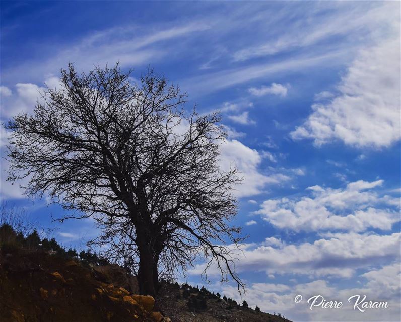  the  season is changing  old  tree cloudy  sky  snowy  mountain ... (Falougha, Mont-Liban, Lebanon)