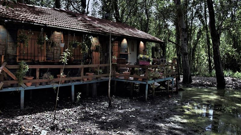 The Shack by the Drying Swamp shack  woodshack  swamp  woods  water ...