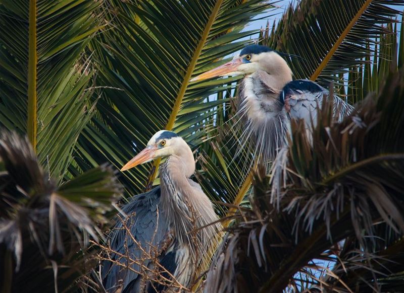 The shelter... shot in  huntingtonbeach  california  usa  blueheron ...