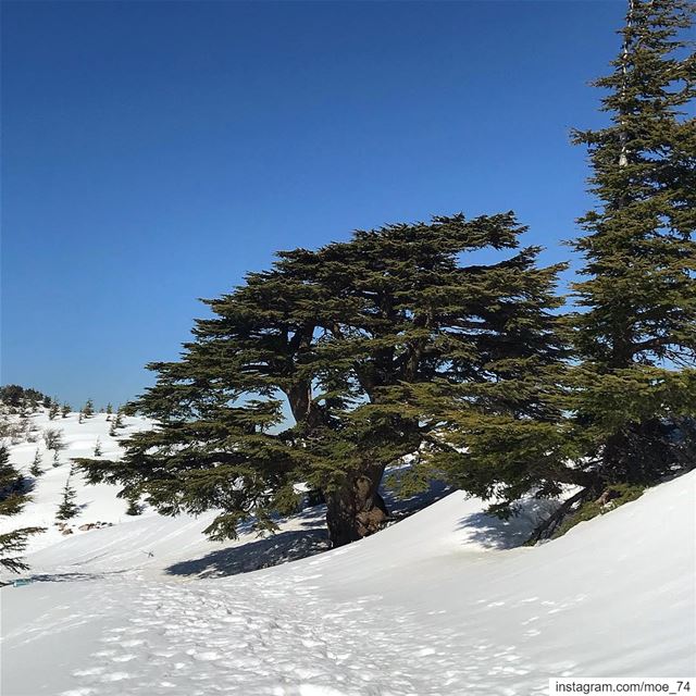 The shot I never get bored taking over and over again! lebanon  lebanese ... (Al Shouf Cedar Nature Reserve)