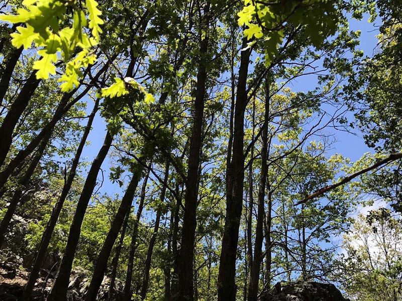 The sky is the limit...  JabalMoussa  unesco  biospherereserve ...
