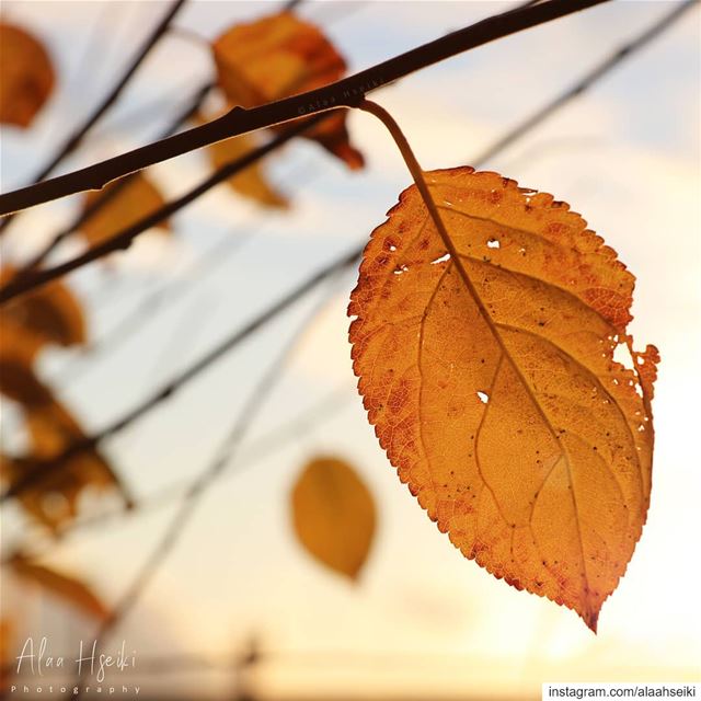 The Small Details ✨... Hseiki  Lebanon  beirut  nature  yellowleaf ... (Al `Azzuniyah, Mont-Liban, Lebanon)