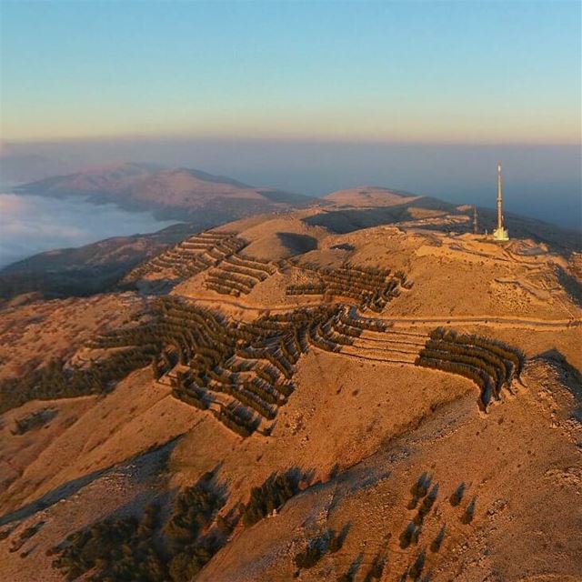 The soldiers of fortune 🌲🌲The last left side view of The Chouf Cedars... (Al Shouf Cedar Nature Reserve)