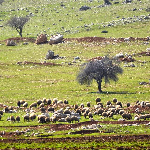 The spring .. From west Bekaa ..I took this photo few days ago ..omw to...