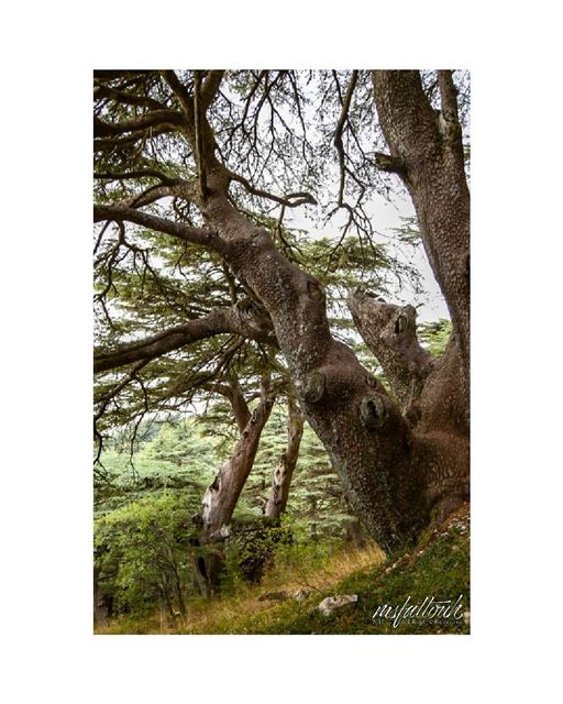 The stronger the roots, the tougher the tree..  wednesday  igers ...