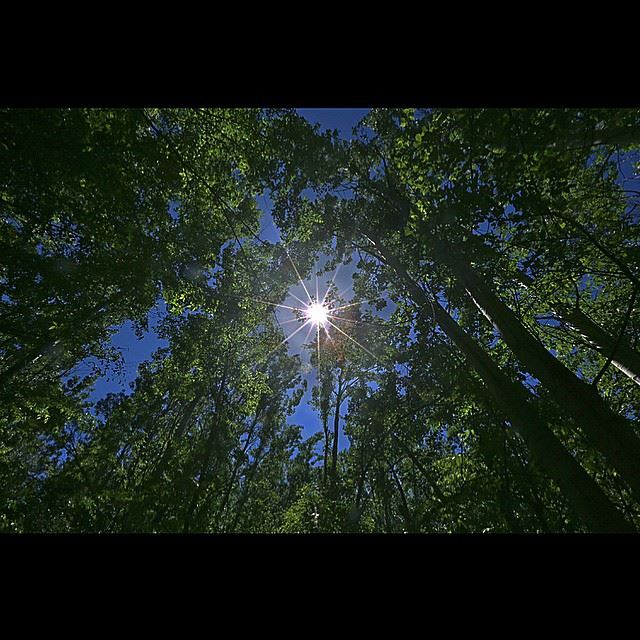 The sun shining in the sky over a forest in the eastern village of...