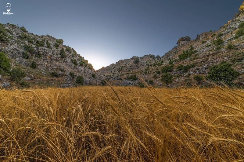 The sunrise over the wheat field!... (Jaj, Mont-Liban, Lebanon)
