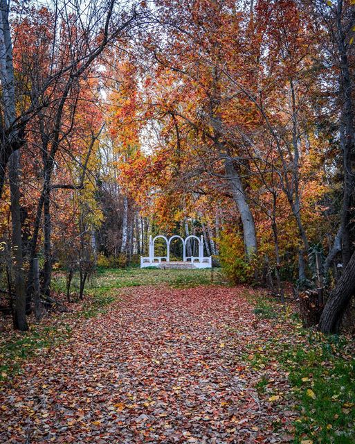 The thousand colours of Autumn. Taanayel, Bekaa before being covered by... (Deïr Taanâyel, Béqaa, Lebanon)