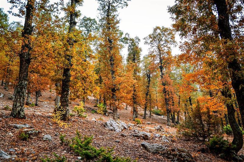 .The thousand shades of Fall. The enchanted forest, Akkar, Lebanon. Good... (غابة العذر)