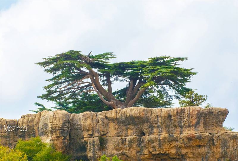 The Tree Of Life.. -_-_-_-_-_--__--_-_-__-_-_--_-_-_-_-_-_-_-_-_-_-_... (Arz Tannoûrîne)