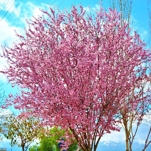 "The tree of Love" Awesome blooming tree taken today at bekaa !! 🙌 good...