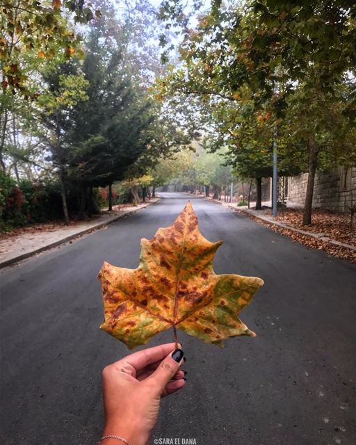 The trees are about to show us how lovely it is to let the dead things go � (Sawfar, Mont-Liban, Lebanon)