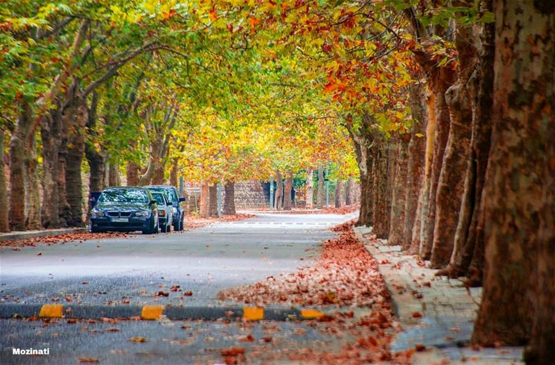 The trees are about to show us how lovely it is to let the dead things... (Sawfar, Mont-Liban, Lebanon)