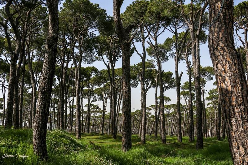 The trees of Bolonia..💚. Lebanon ... trees  tree_magic  Lebanese ...