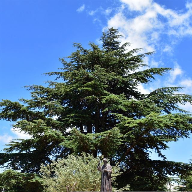The trees of the Lord are full of sap; the Cedars of Lebanon, which he has... (Annâya, Mont-Liban, Lebanon)